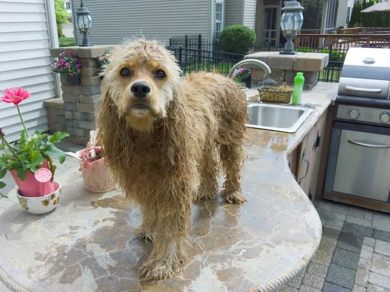 A wet American water spaniel on the table outside a house