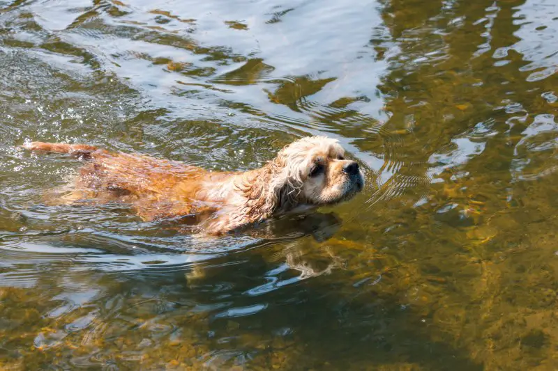 American water spaniel swimming in the water