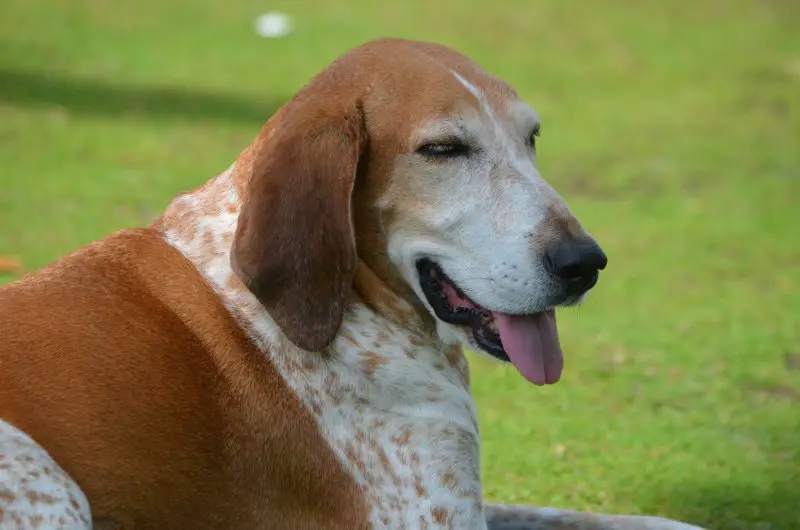 american english coonhound