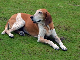 american english coonhound