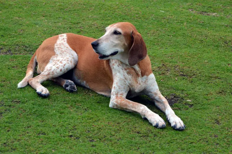 American English Coonhound Dog Breed Information And Owner S Guide Perfect Dog Breeds