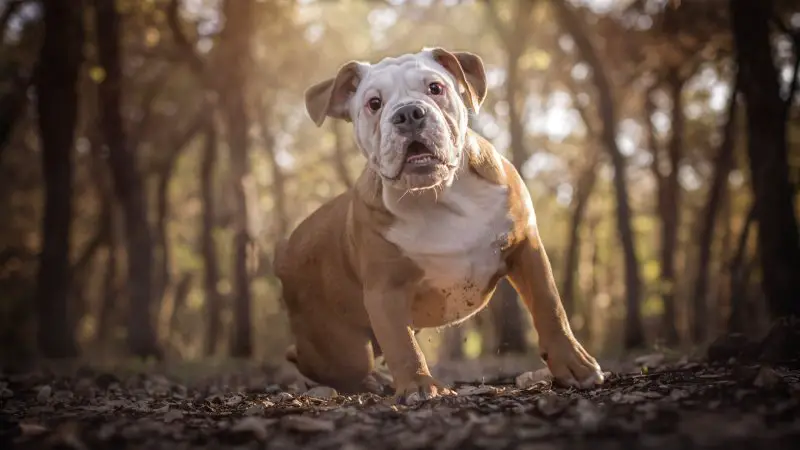 american mastiff