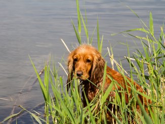 American Water Spaniel