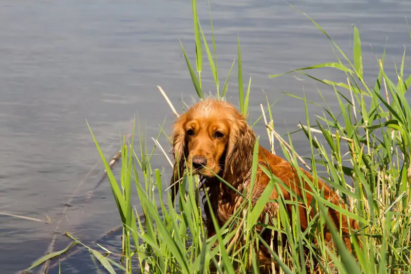 American water spaniel sitting in tall grass near the water