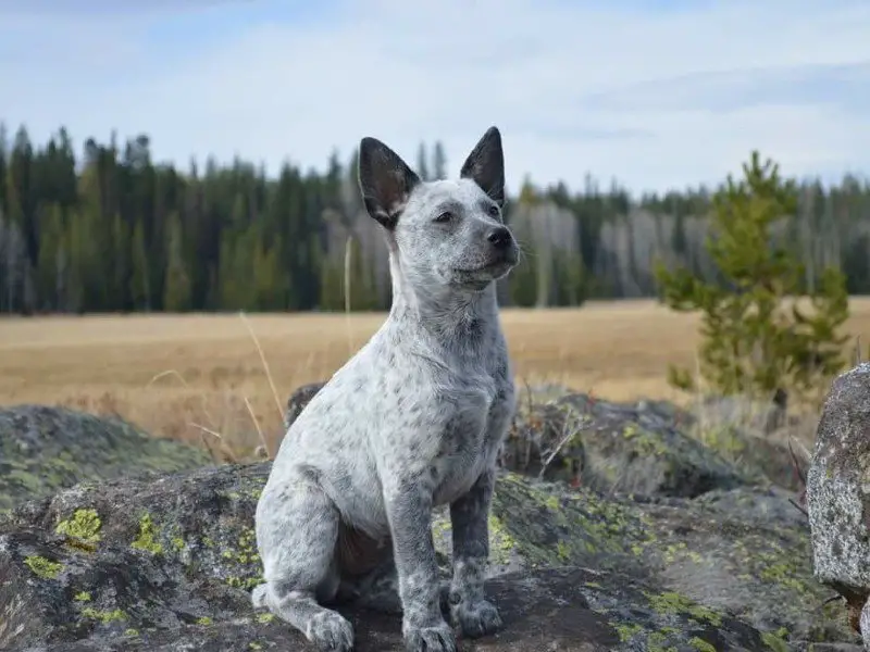 A brave Australian stumpy tail cattle dog sitting on rocks in the middle of the field.