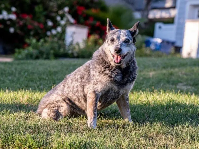 A stunning Australian stumpy tail cattle dog seated in the yard
