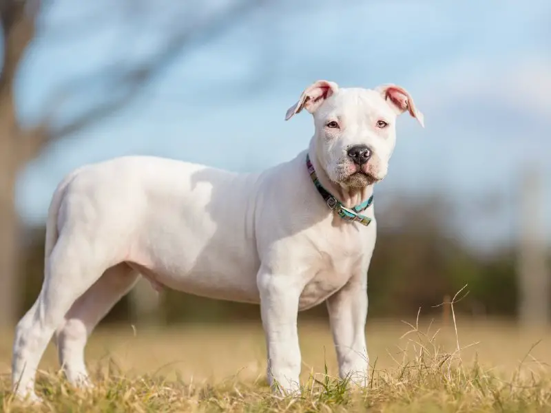 White Pitbull Guide