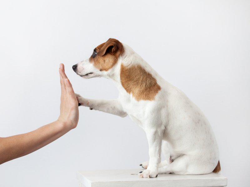 Dog Training Guide