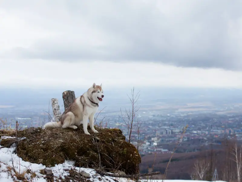 Sakhalin Husky guide