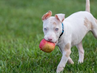 White Pitbull