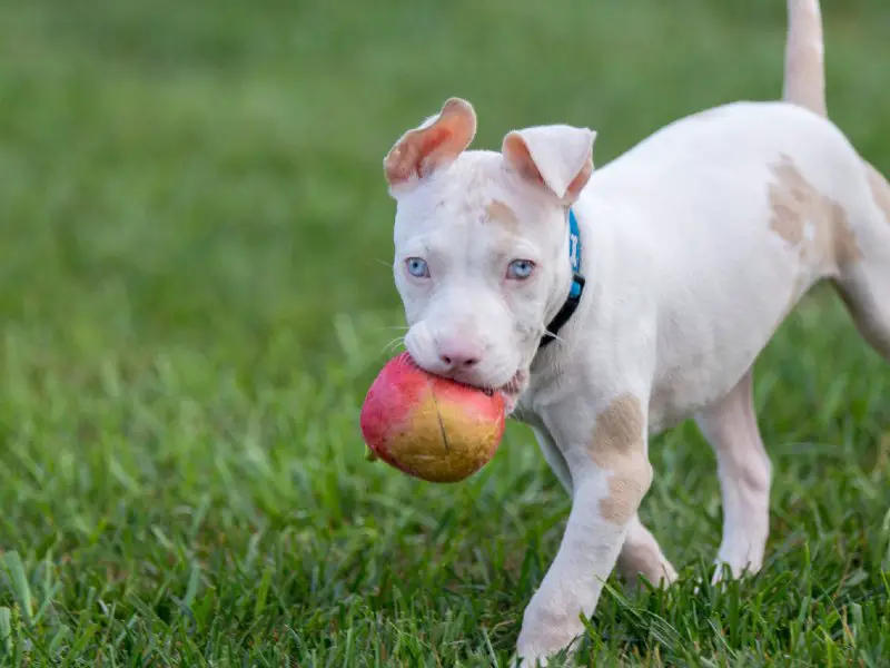 White Pitbull Ultimate Owner's Guide - Perfect Dog Breeds