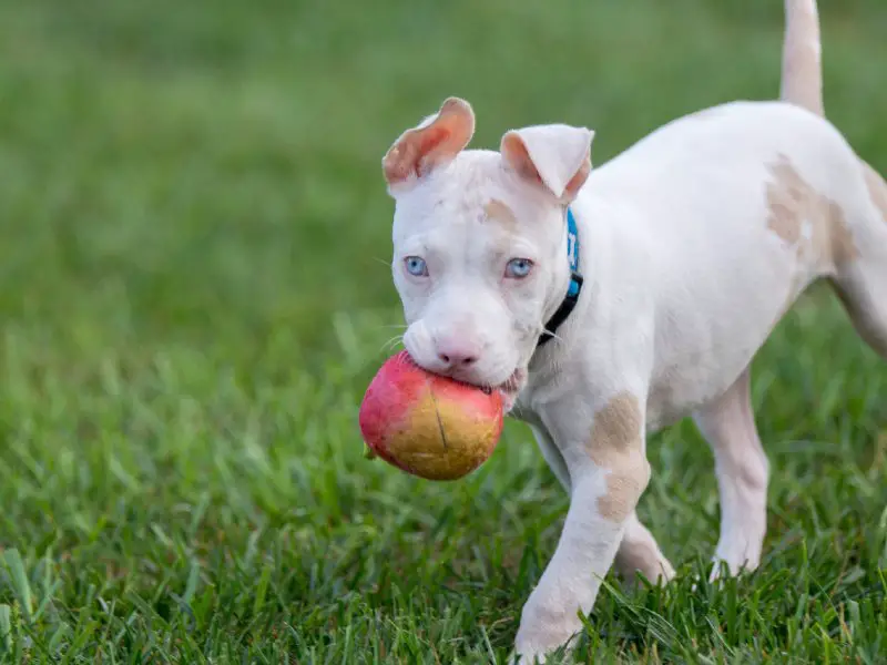 White Pitbull Guide