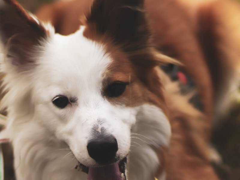 are welsh sheepdog aggressive