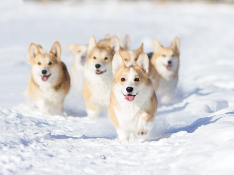 Welsh Sheepdog Guide