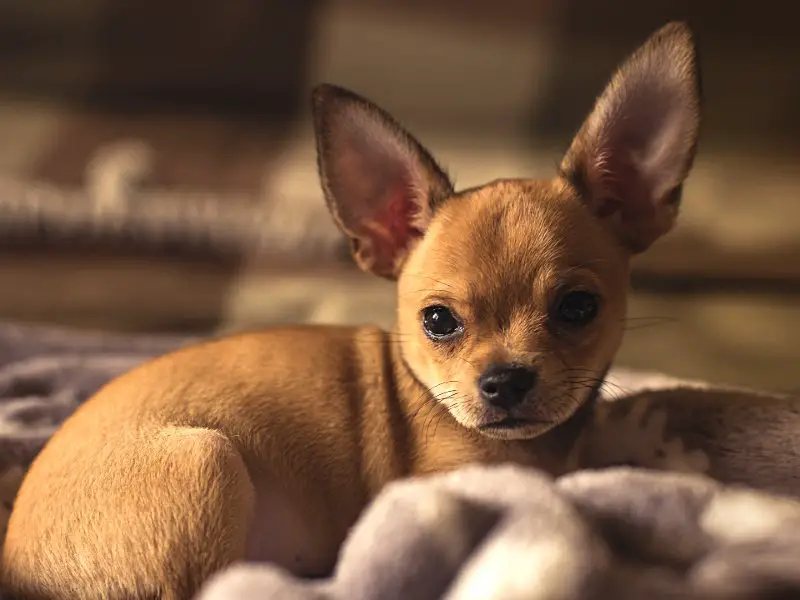 Chihuahua