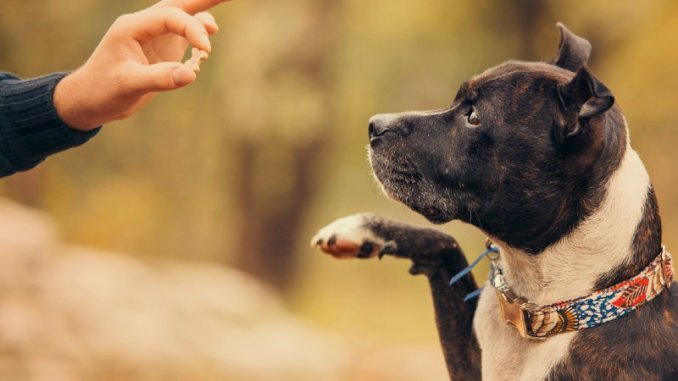 Dog Training
