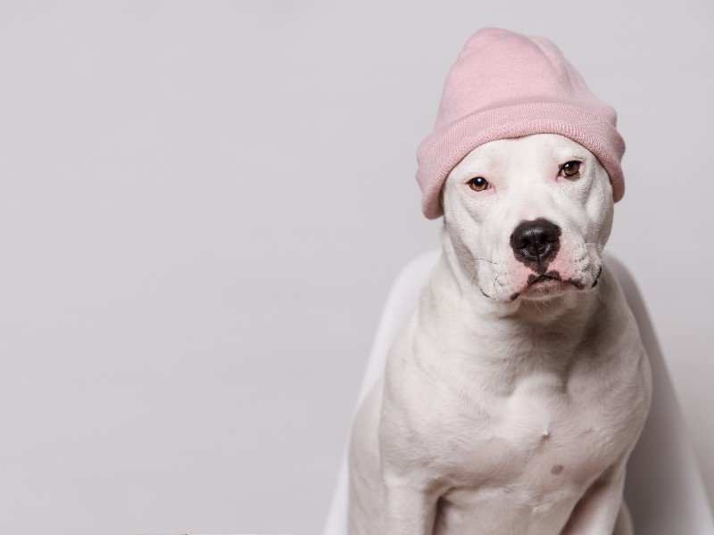 White Pitbull Guide