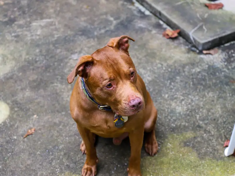 Pitbull dachshund sitting on pavement