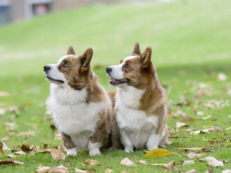 are welsh sheepdog aggressive