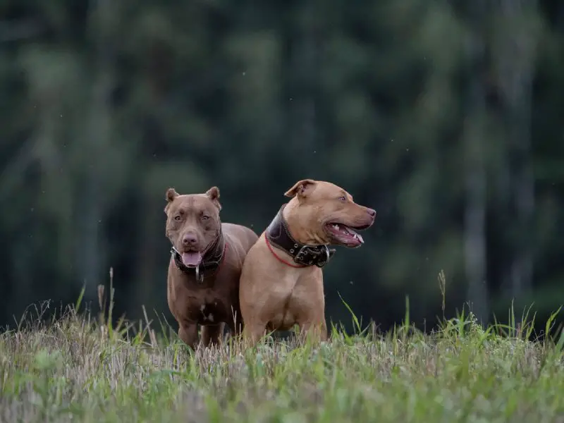 Two pitbull dachshund mixes sitting in a grassy field