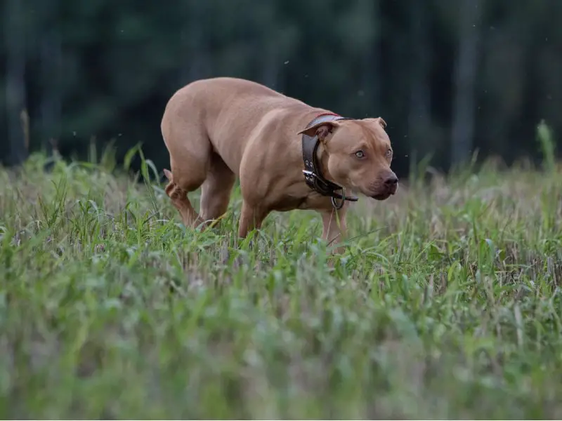 A brown pitbull dachshund walking in a grassy field