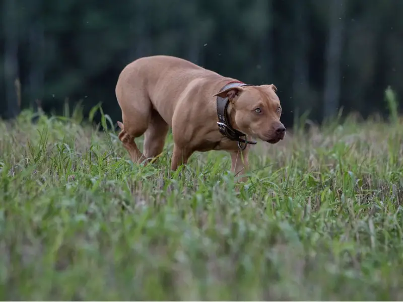 Perro salchicha pitbull