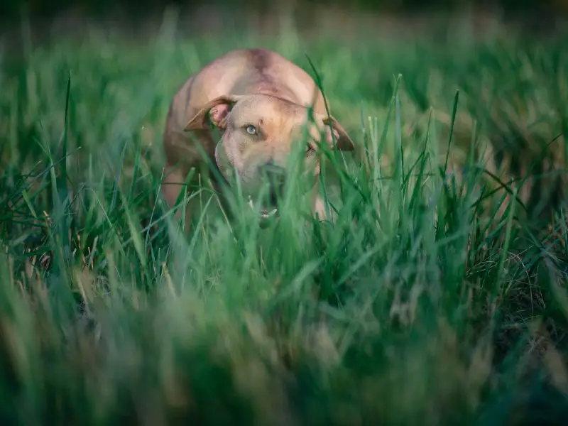 A pitbull dachshund mix playing in tall grass