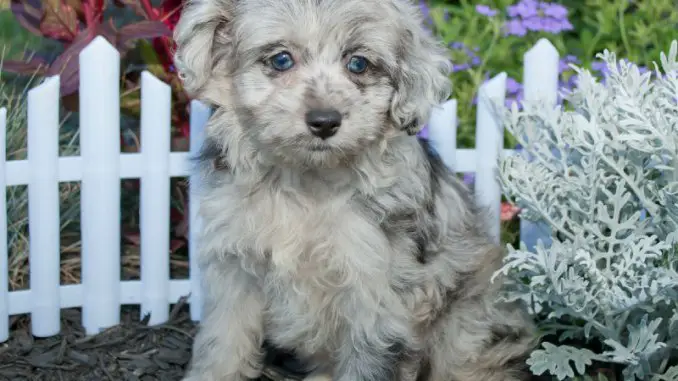Aussiepoo
