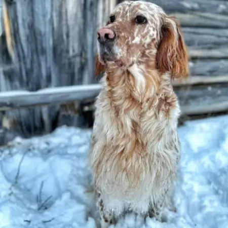 An English setter sitting in the snow