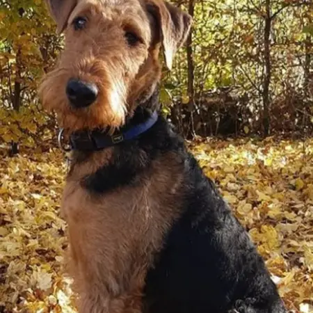 An airedale terrier sitting amongst a lot of yellow leaves