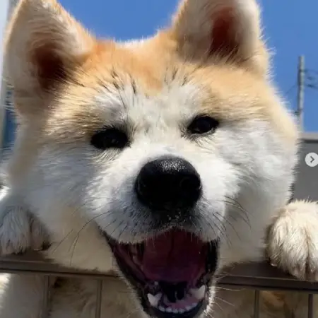 A happy looking Akita