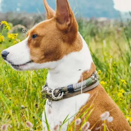 A basenji in a field