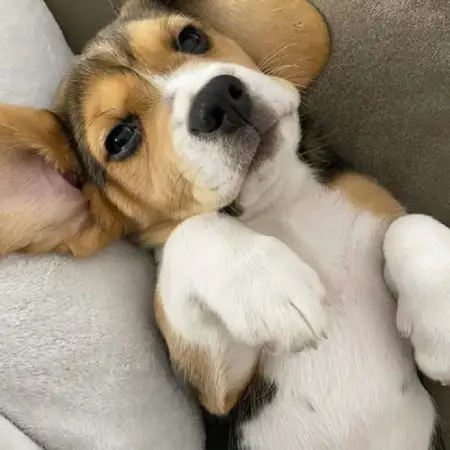 A beagle lying on a sofa