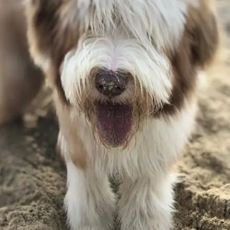 A bearded collie at the beach with sand on its nose