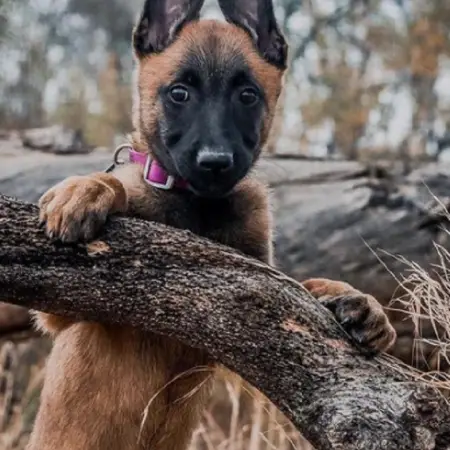 A Belgian malinois playing in the woods