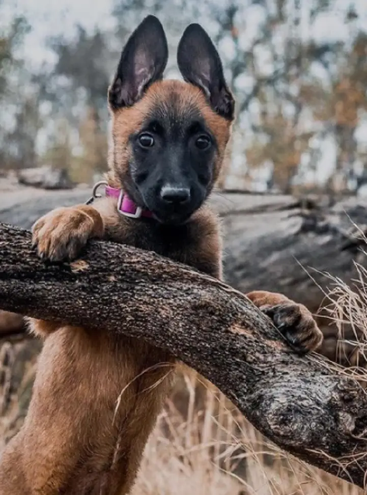A Belgian malinois playing in the woods