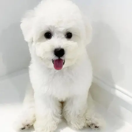 A bichon frise against a white background