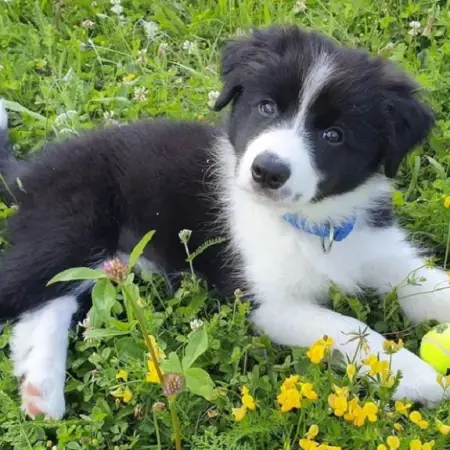 A border collie puppy in a field with a tennis ball