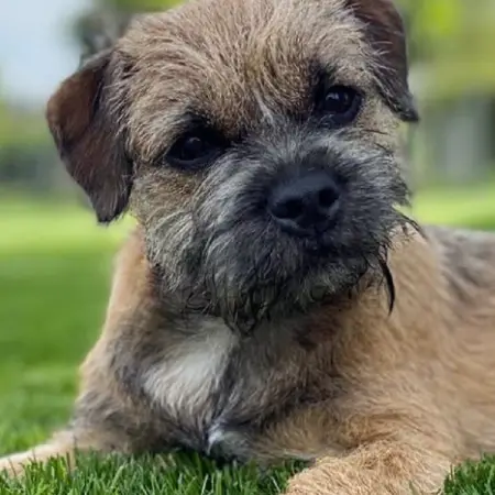 A border terrier in a grass field