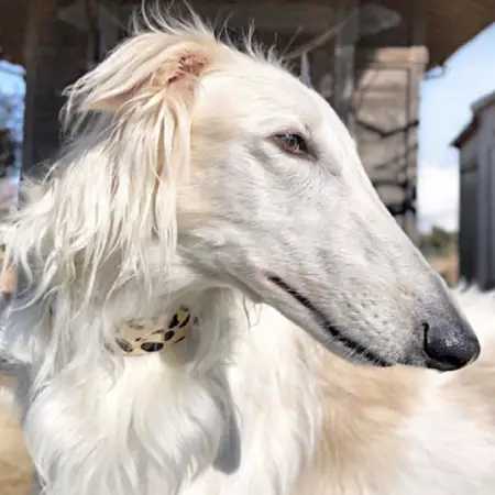 A white borzoi's long face