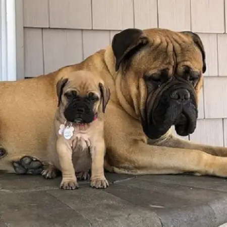 A bullmastiff and its pup