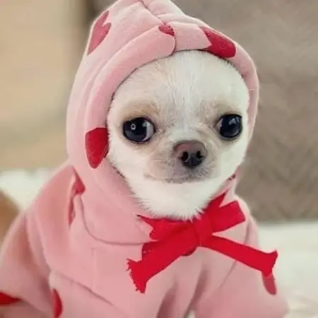 A Chihuahua in a pink sweater