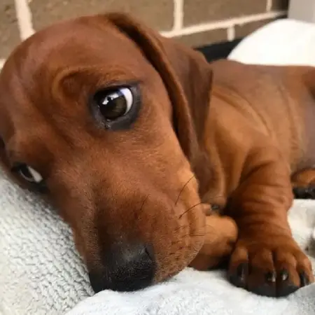A dachshund resting on a doggy bed