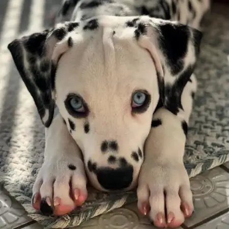 A dalmatian puppy with blue eyes