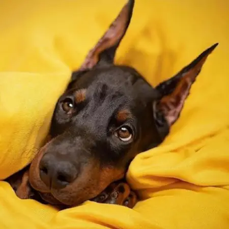 A doberman pinscher on a yellow blanket