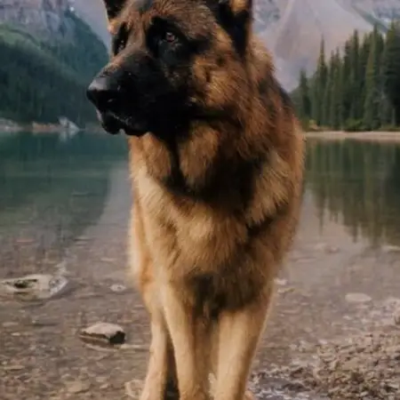 A German shepherd at a lake