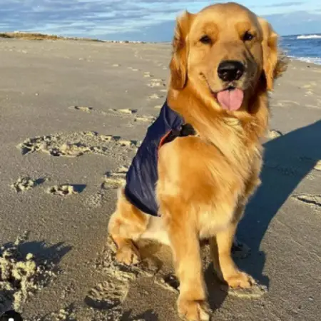 A golden retriever at the beach