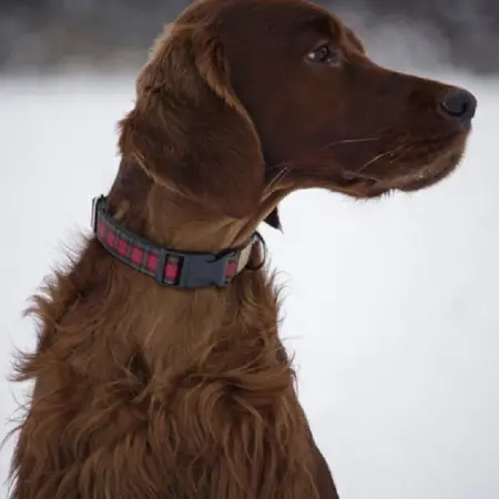 An Irish setter in a snowfield