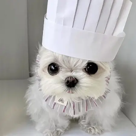 A maltese wearing a chef's hat