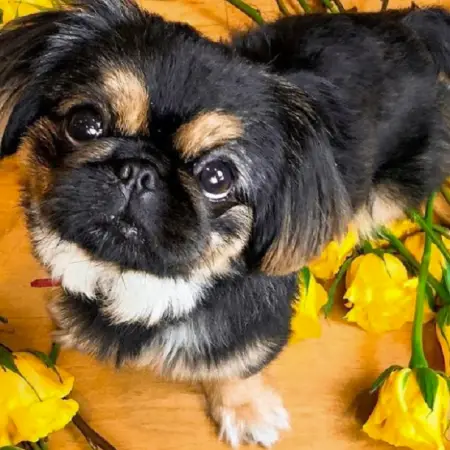 A pekingese amongst yellow roses